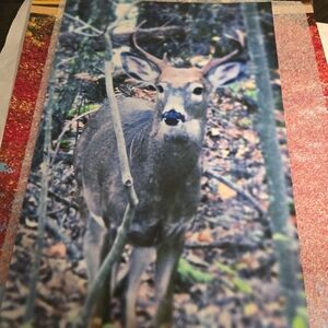 Photographs.    Different Sizes